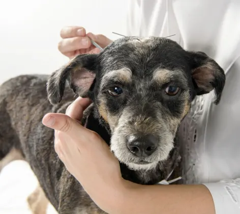 Dog receiving acupuncture